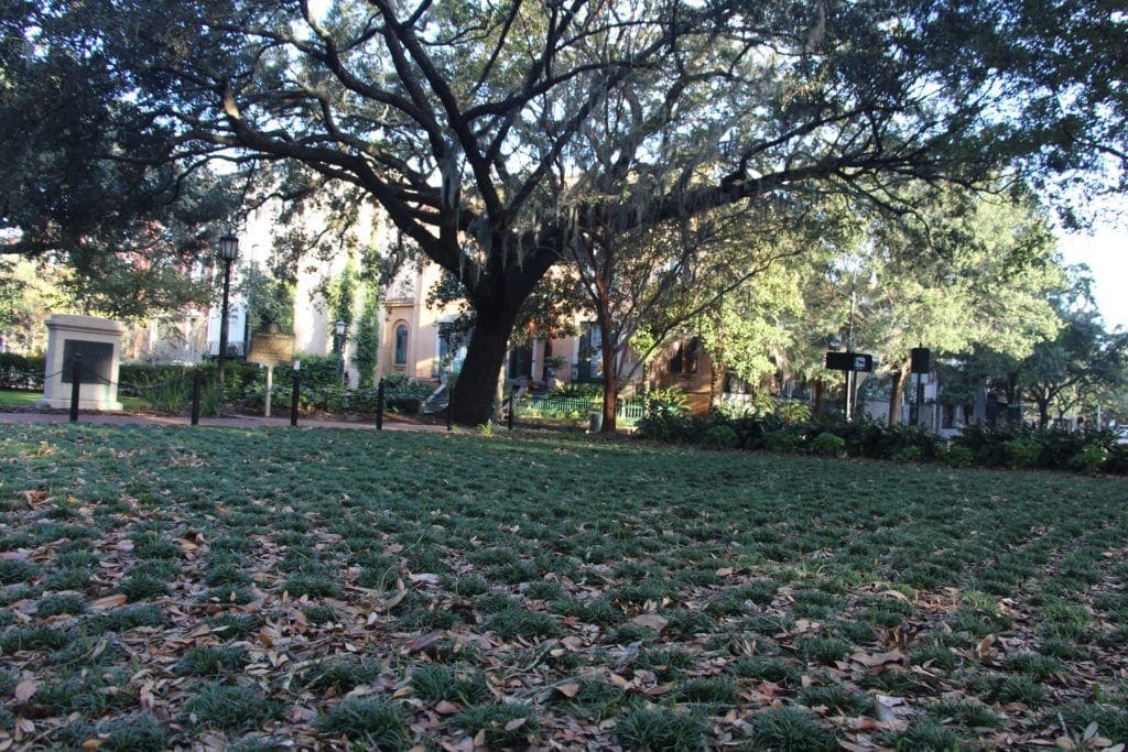 Squares in Savannah