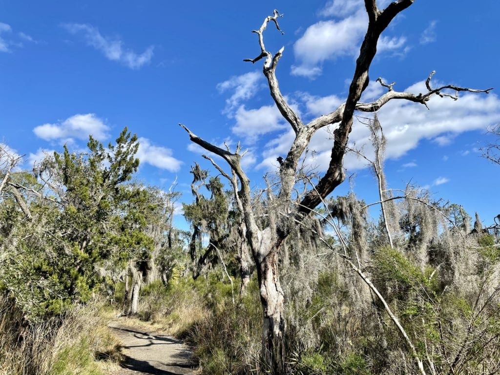 Walking Trail Skidaway Island State Park