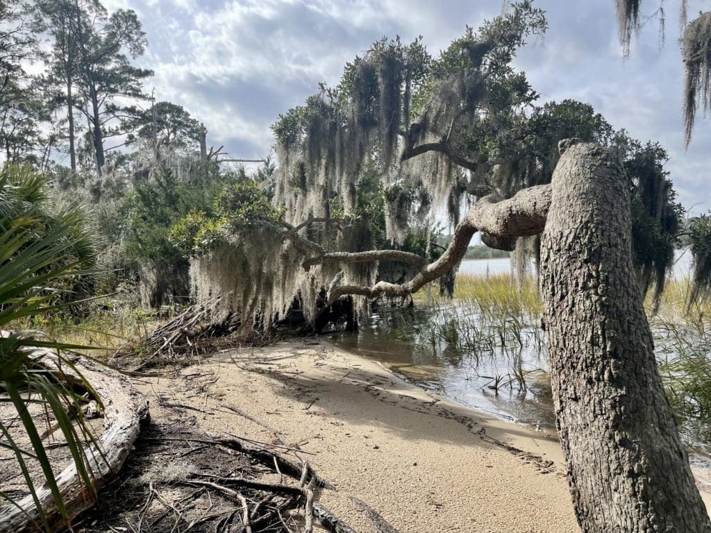 Skidaway River 